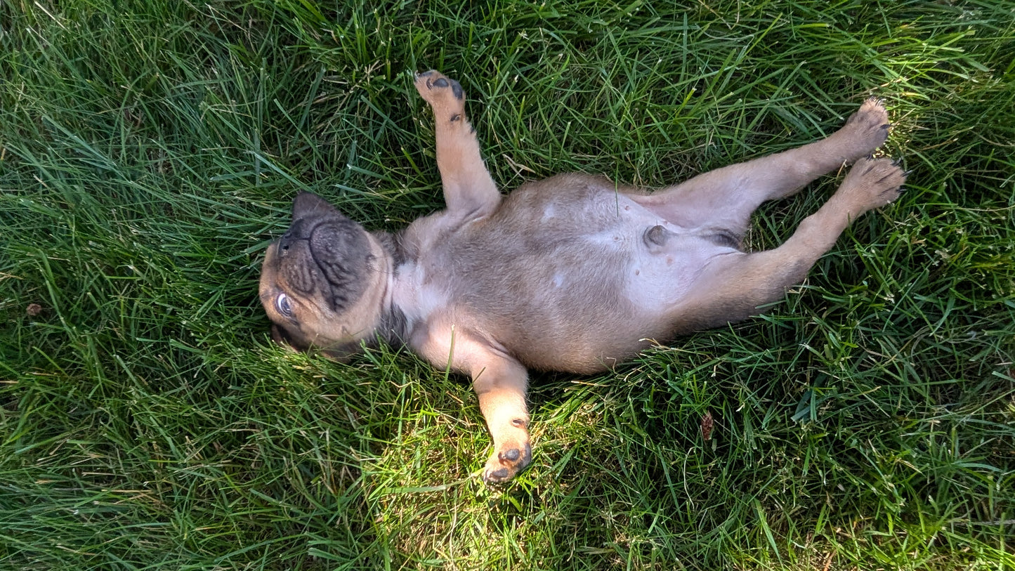 FRENCH BULLDOG (05/07) MALE