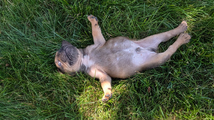 FRENCH BULLDOG (05/07) MALE