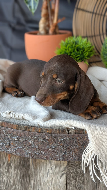 MINI DACHSHUND (MAY 26) MALE