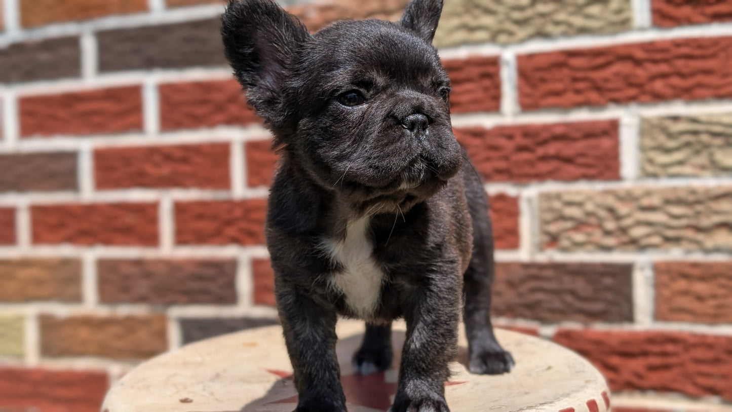 FRENCH BULLDOG (MAR 09) FEMALES