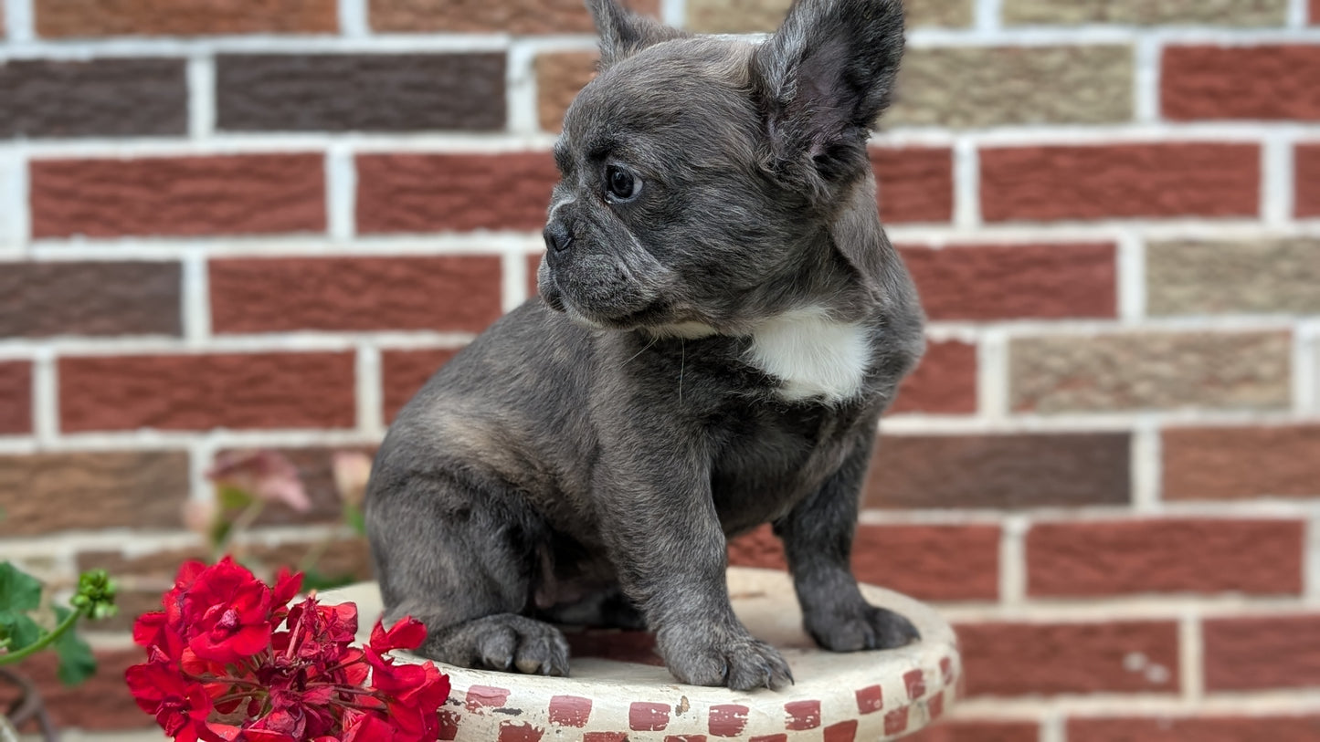 FRENCH BULLDOG (MAR 09) FEMALES