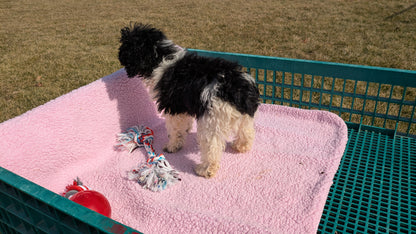 COCKAPOO (12/12) FEMALE