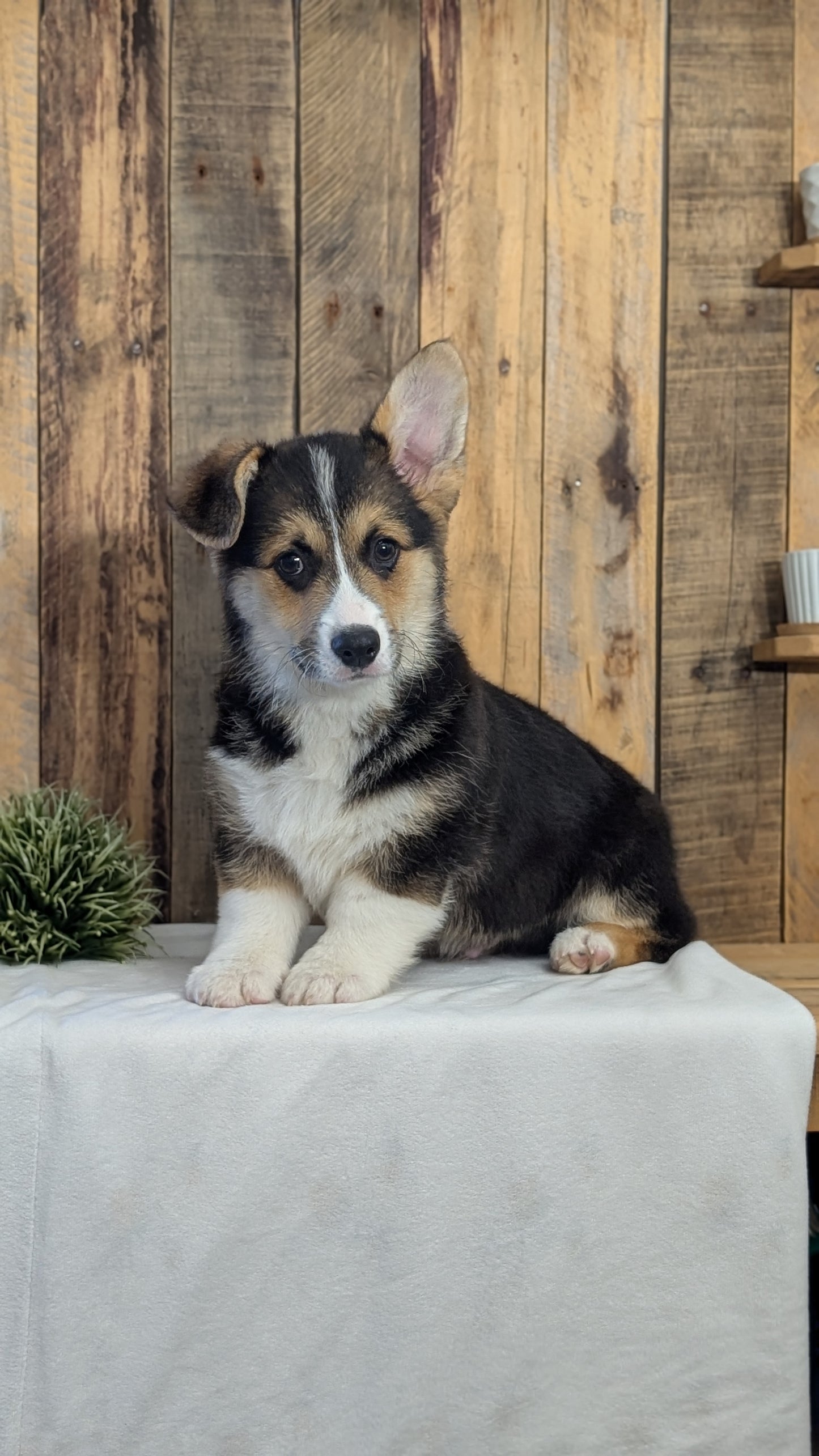 CORGI (JAN 05) MALES