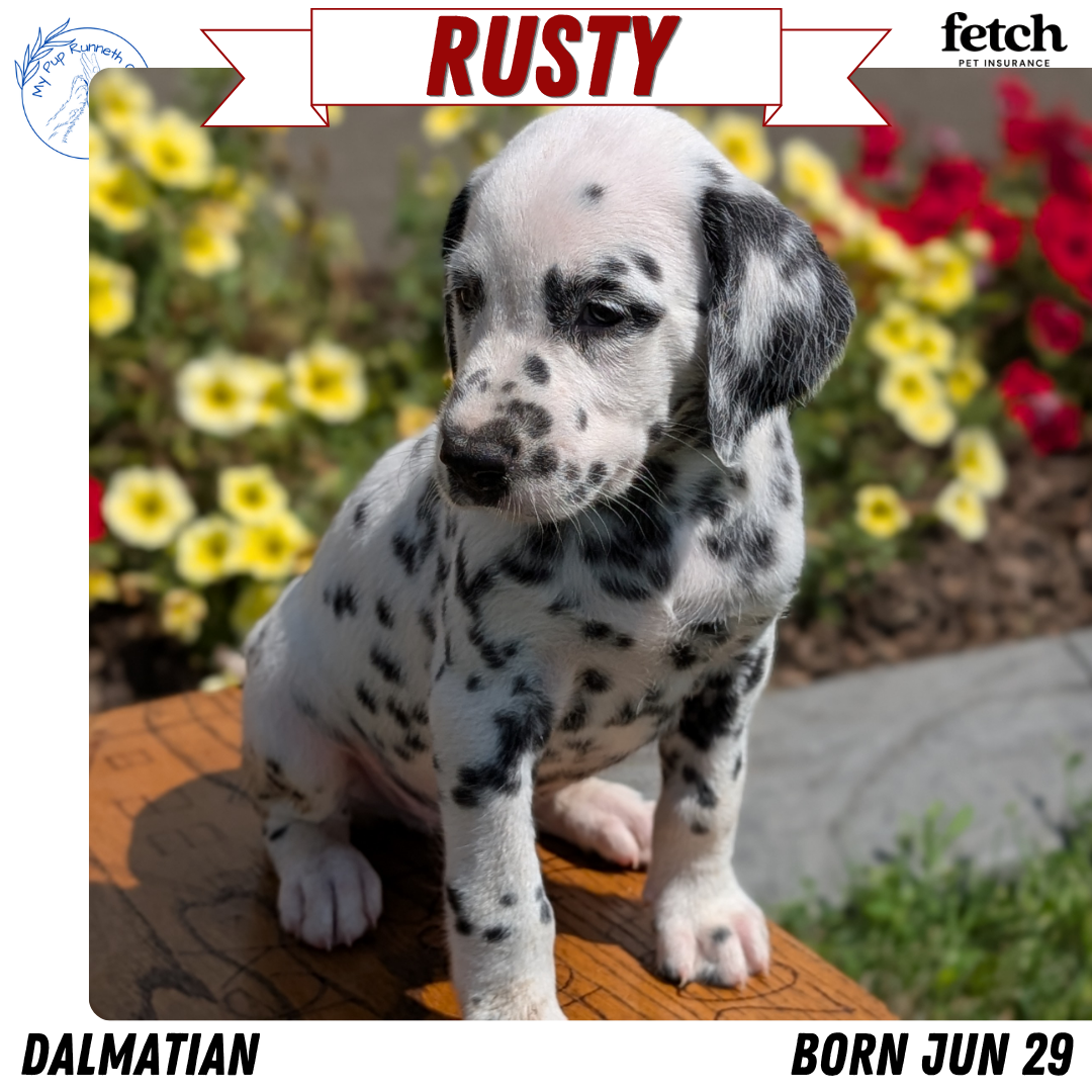 DALMATIAN (JUN 29) MALES