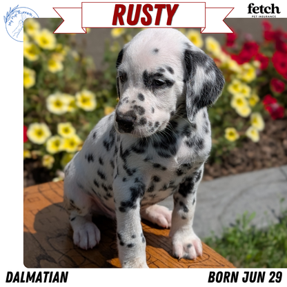 DALMATIAN (JUN 29) MALES