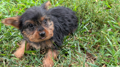 YORKSHIRE TERRIER (06/14) FEMALE