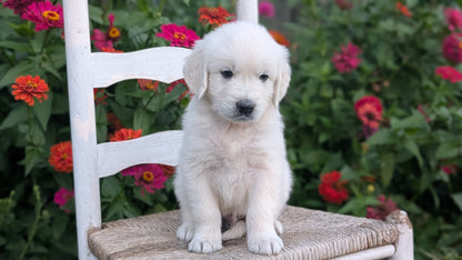 ENGLISH CREAM RETRIEVER (AUG 19) 3 MALES/4 FEMALES