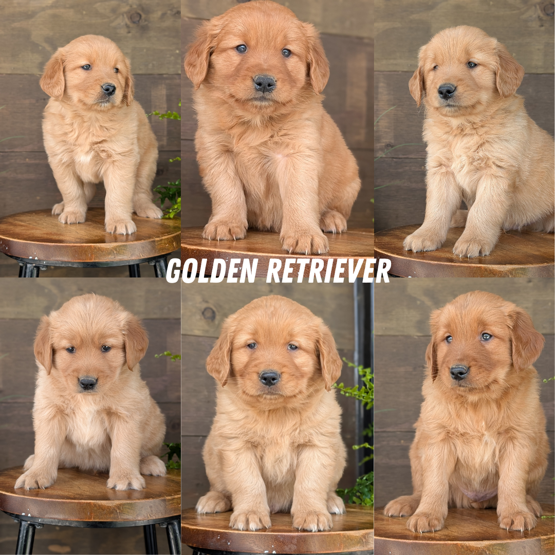 GOLDEN RETRIEVER (MAR 27) FEMALES