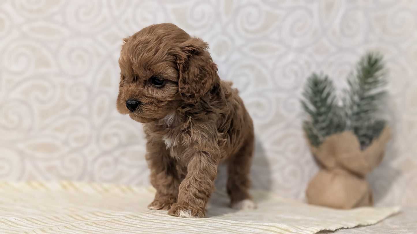 CAVAPOO (JAN 29) MALES