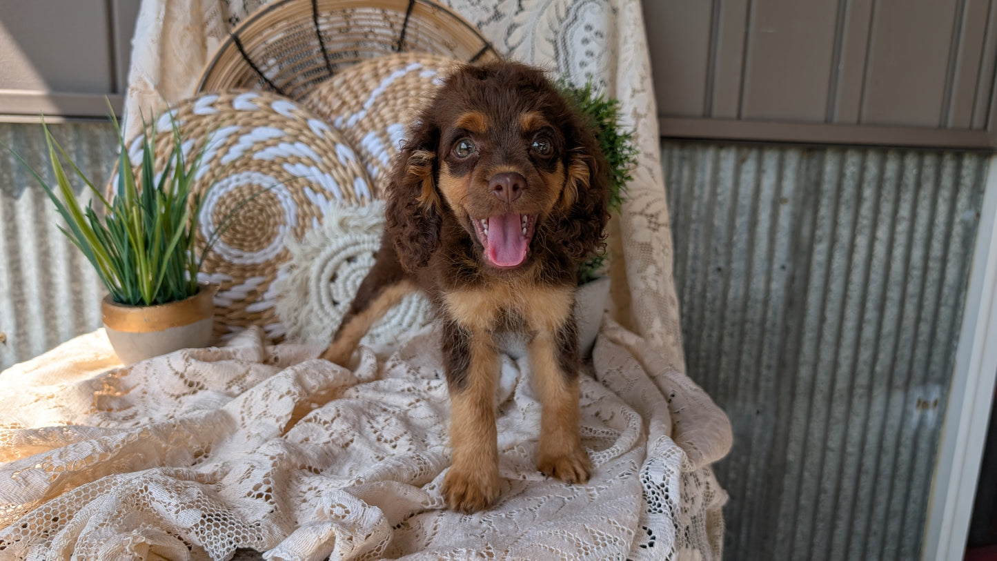 COCKAPOO (06/02) FEMALE