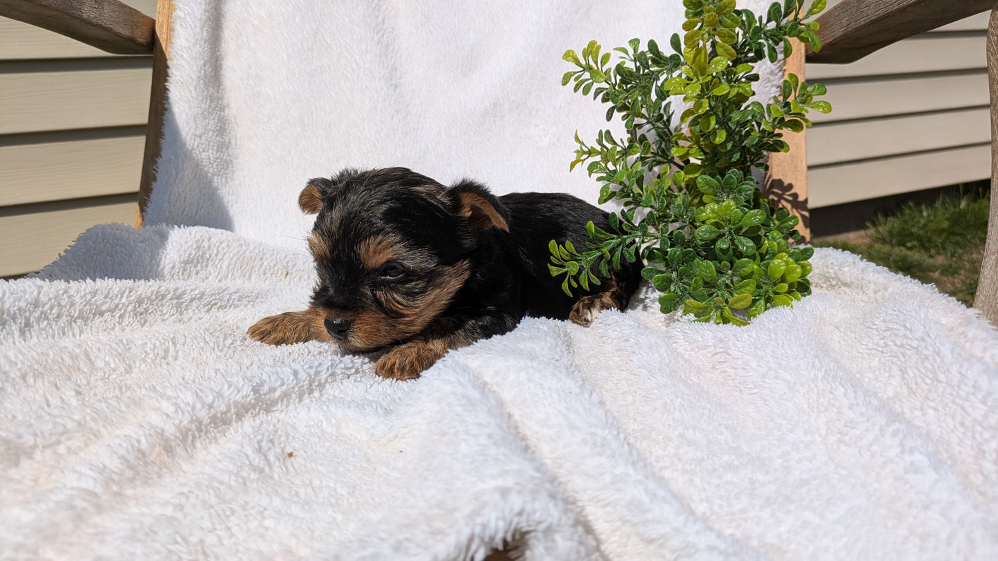 YORKSHIRE TERRIER (02/28) FEMALE