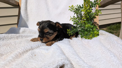 YORKSHIRE TERRIER (02/28) FEMALE