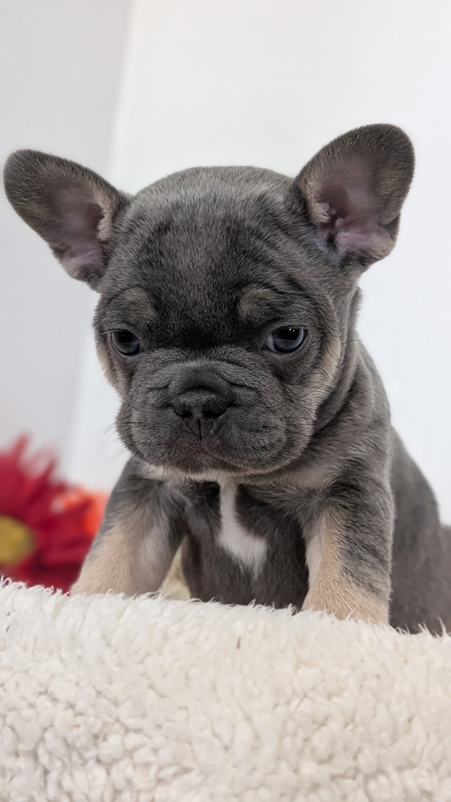 FRENCH BULLDOG (FEB 21) MALES