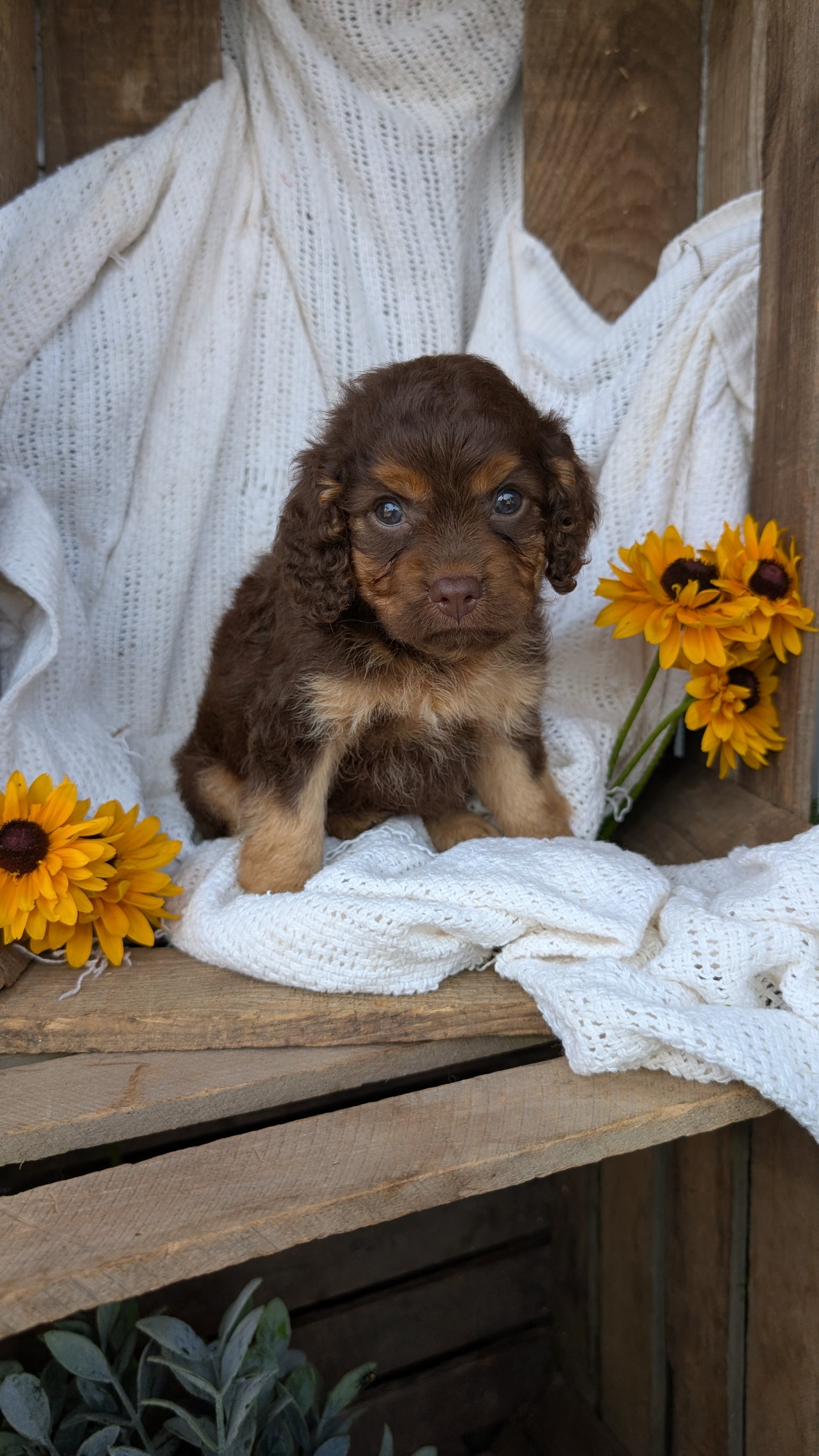 COCKAPOO (06/02) FEMALE