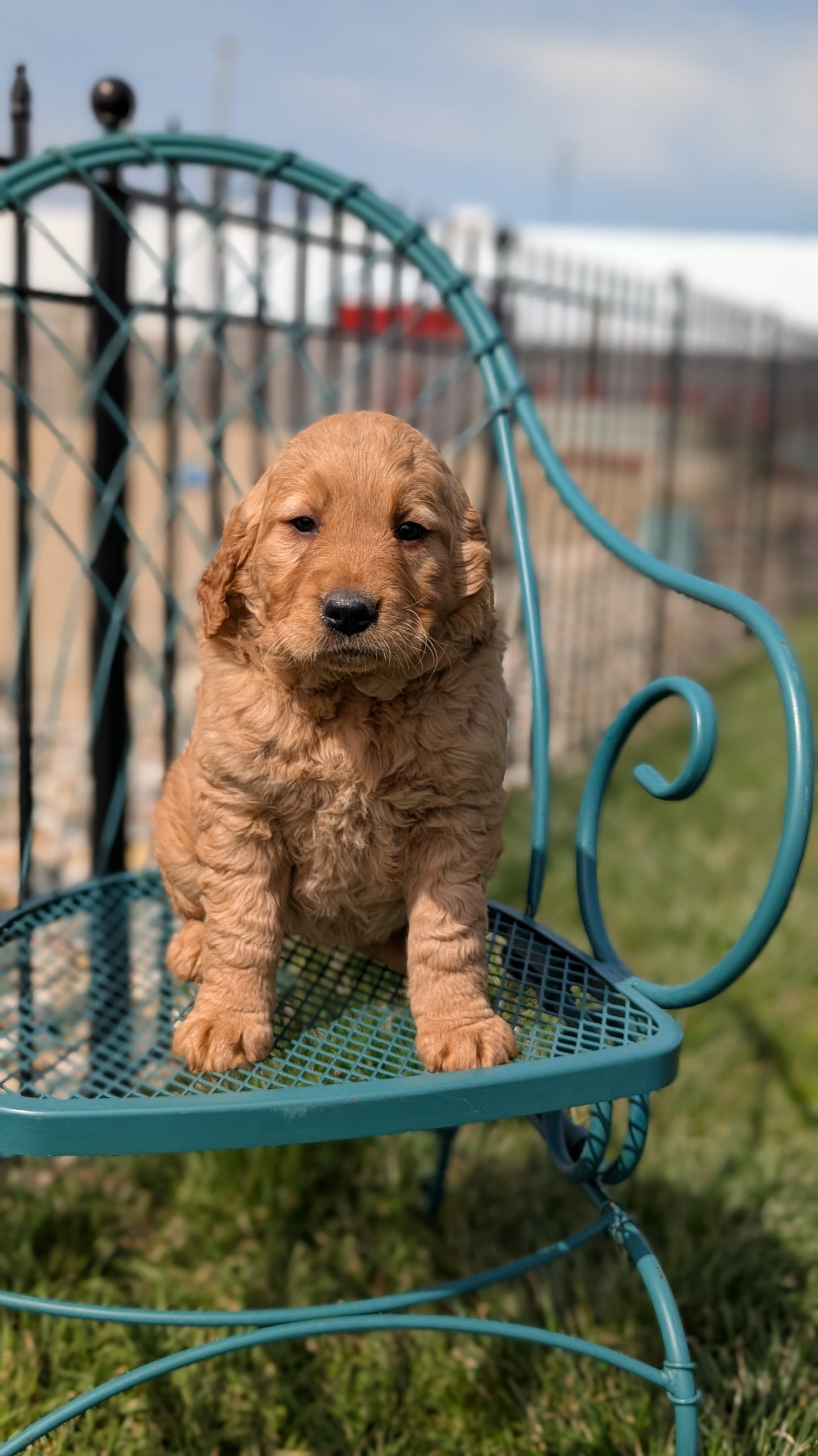 GOLDEN RETRIEVER (FEB 04) FEMALES