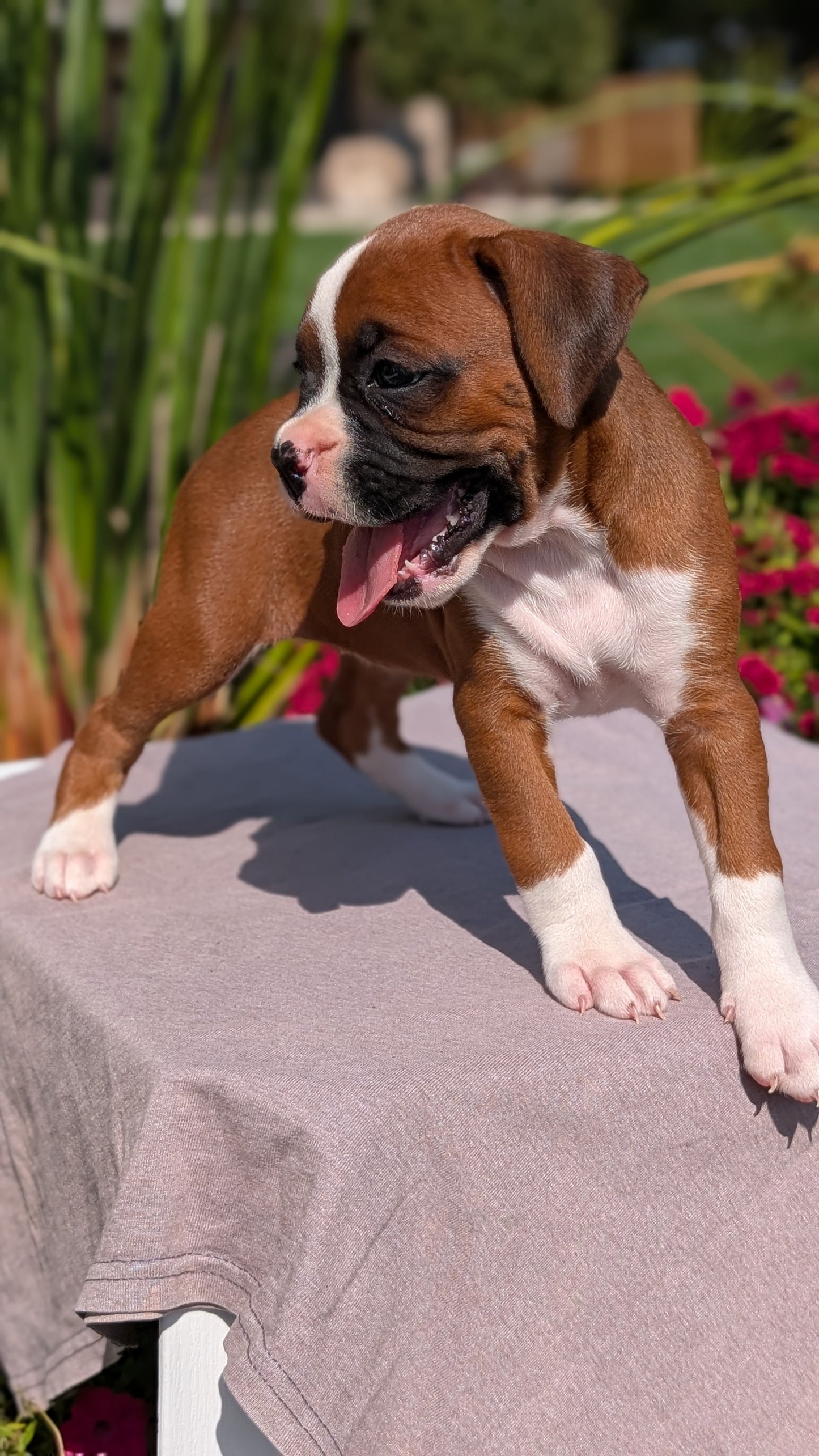 BOXER (08/20) FEMALE