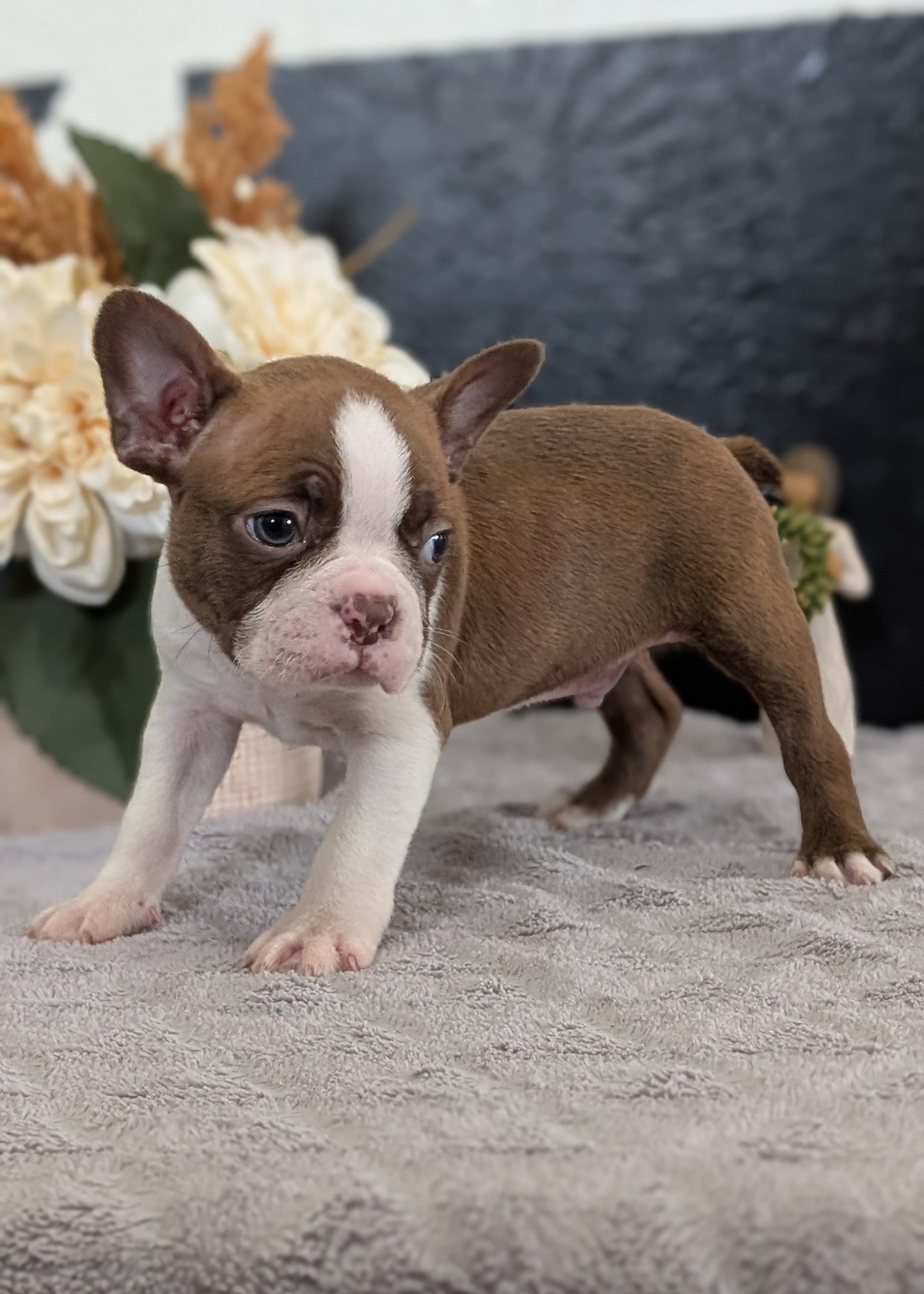 BOSTON TERRIER (FEB 09) MALES