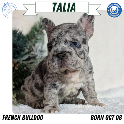 FRENCH BULLDOG (OCT 08) FEMALES