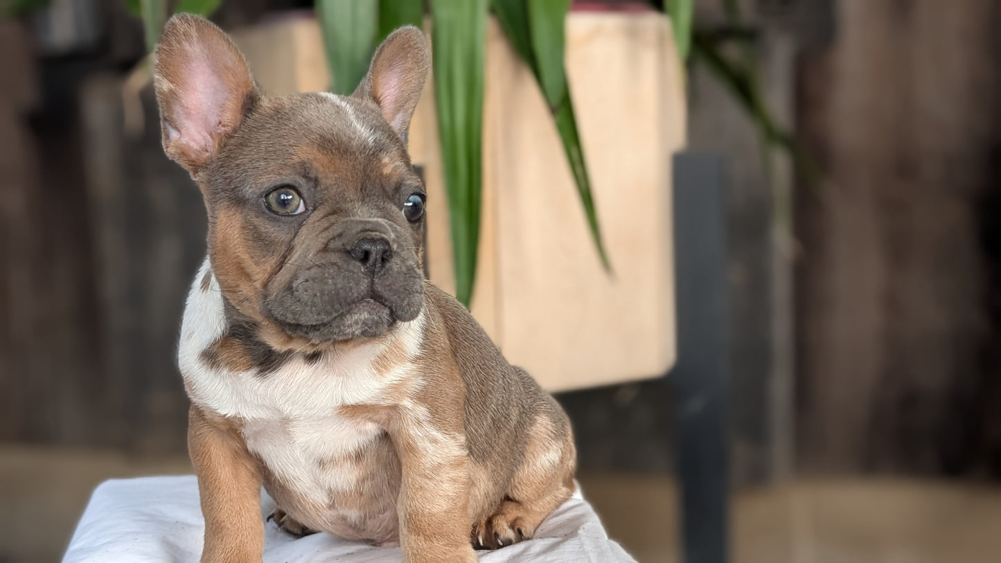FRENCH BULLDOG (08/12) MALE