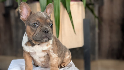 FRENCH BULLDOG (08/12) MALE