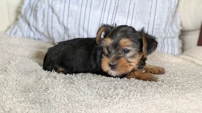 YORKSHIRE TERRIER (02/25) FEMALE