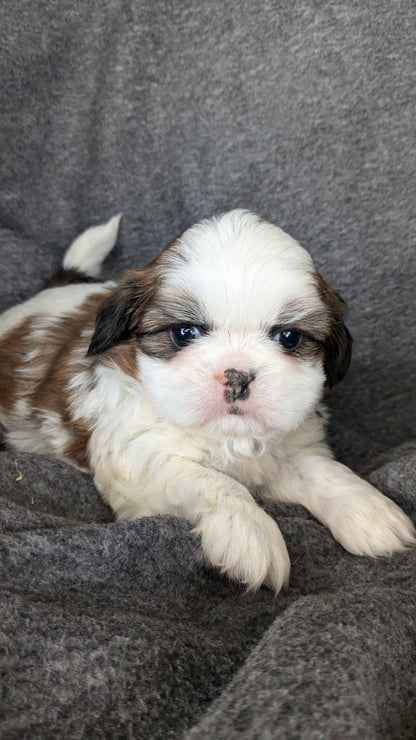 SHIH TZU (10/08) MALE
