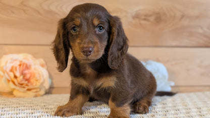 MINI DACHSHUND (JUL 30) 4 MALES/1 FEMALE