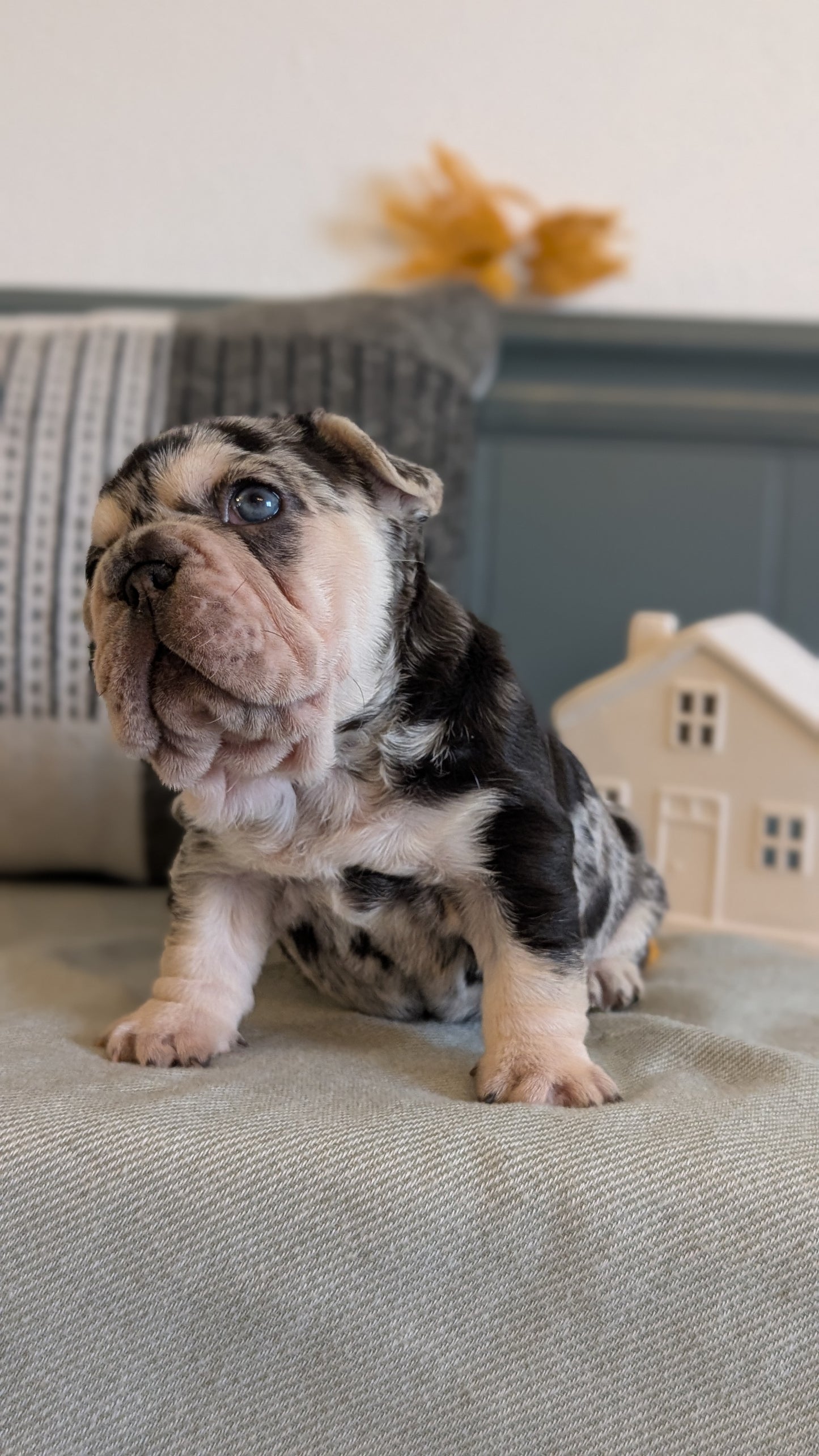FRENCH BULLDOG (JAN 09) FEMALES