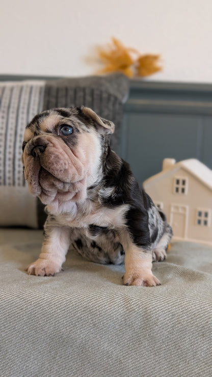 FRENCH BULLDOG (JAN 09) FEMALES