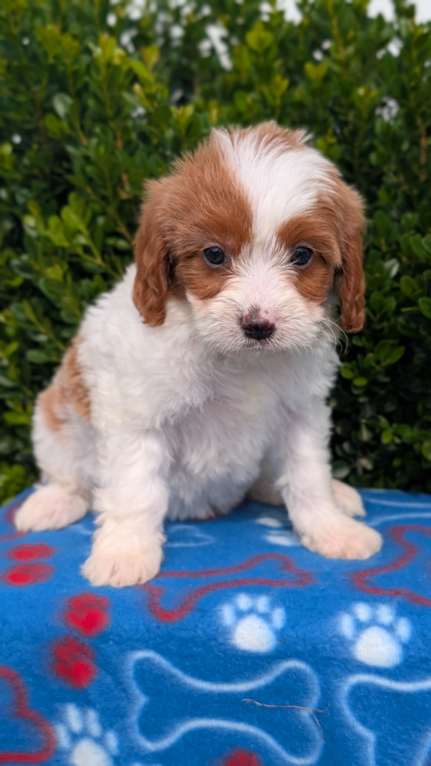 CAVAPOO (MAY 25) FEMALES