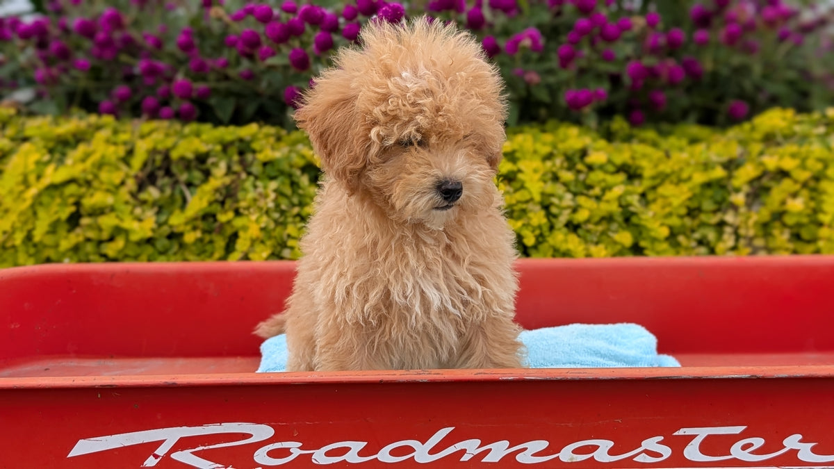 MINI POODLE (JUN 21) 4 MALES