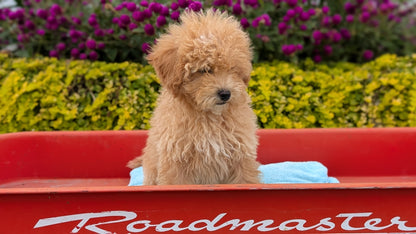 MINI POODLE (JUN 21) 4 MALES