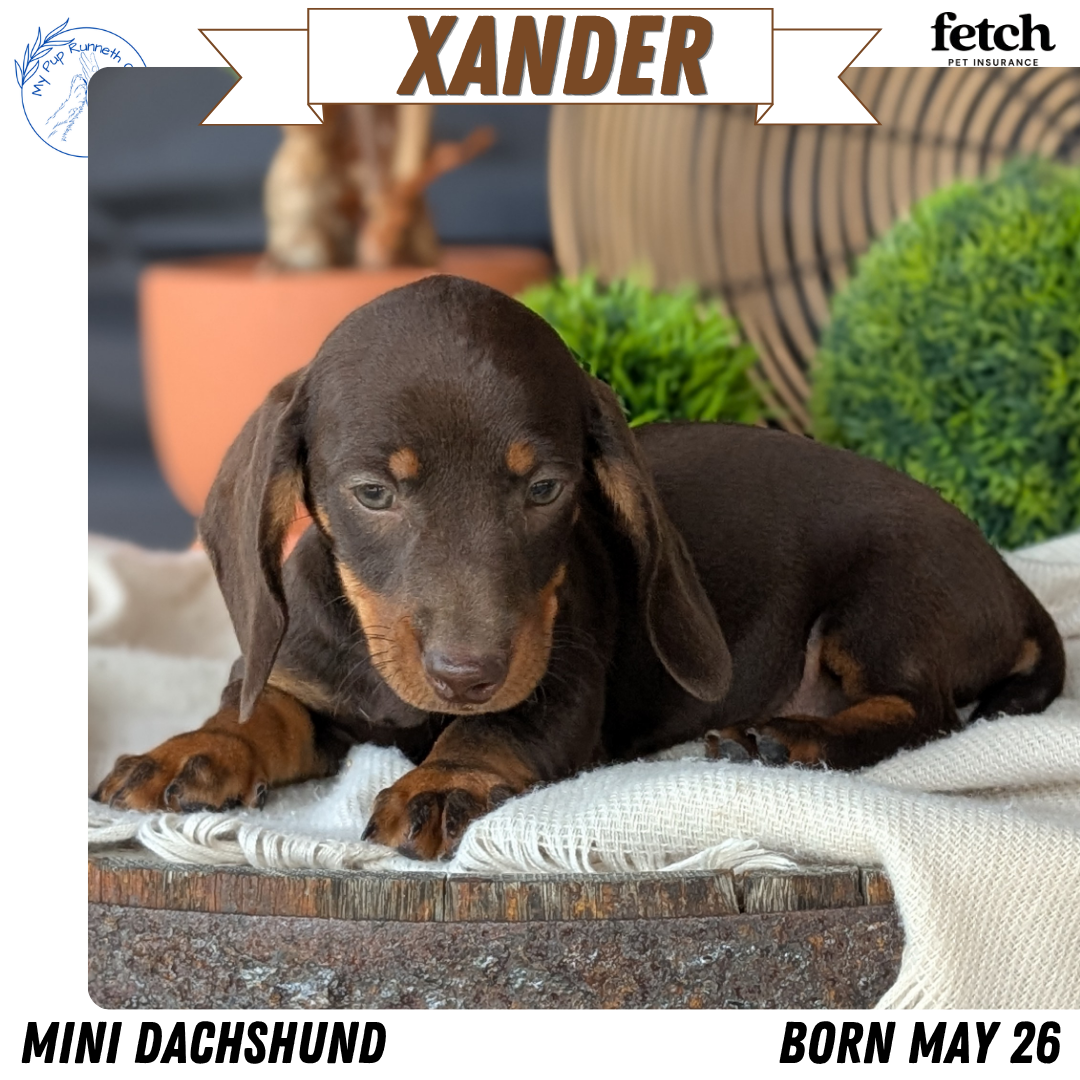 MINI DACHSHUND (MAY 26) MALE