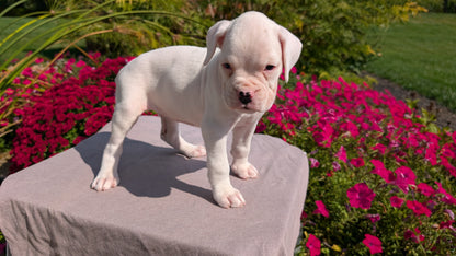 BOXER (08/20) FEMALE