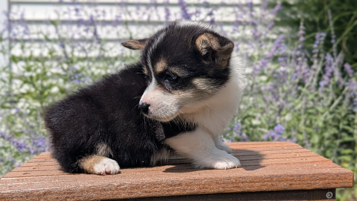 CORGI (JUN 08) FEMALES