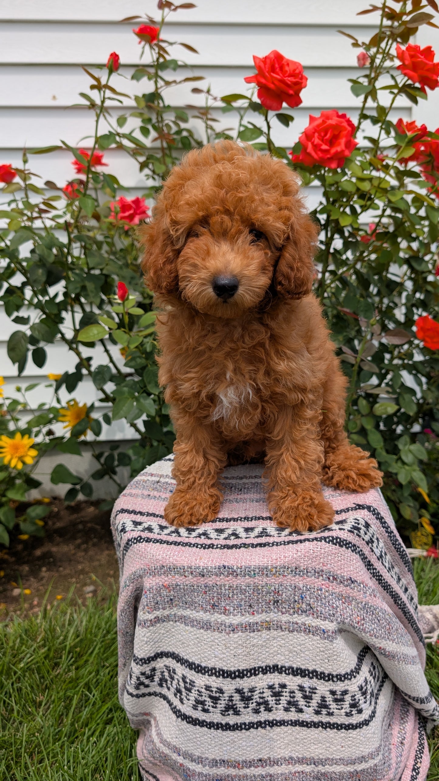 TOY POODLE (05/08) MALE