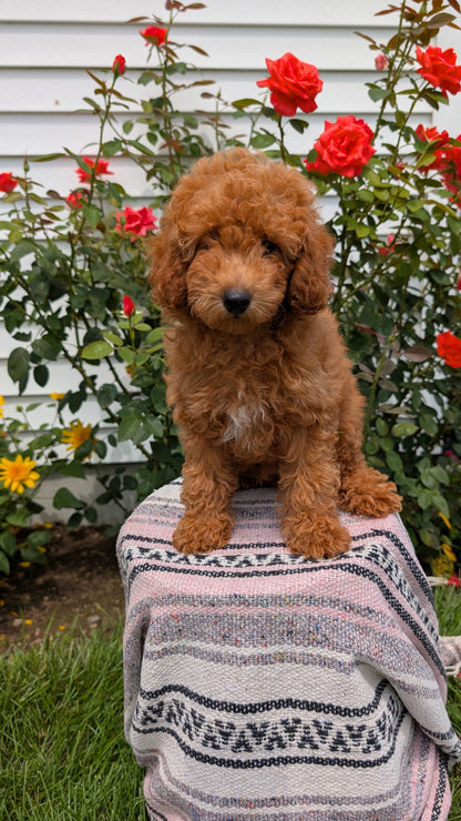 TOY POODLE (05/08) MALE