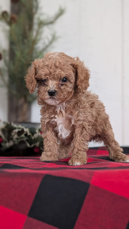 CAVAPOO (OCT 27) FEMALES