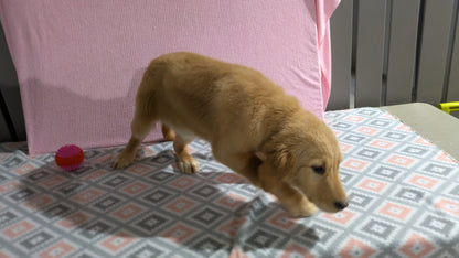 GOLDEN RETRIEVER (11/11) FEMALE