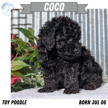 TOY POODLE (07/06) FEMALE