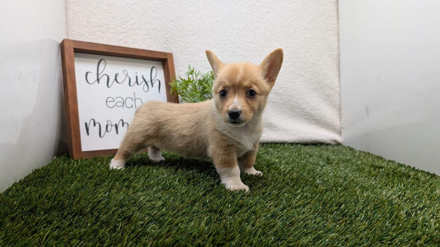 CORGI (07/10) FEMALE