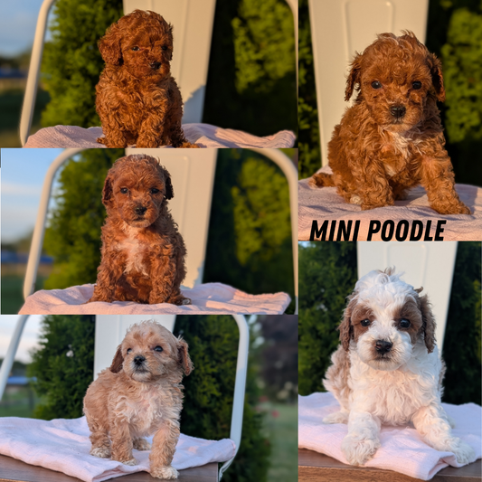 MINI POODLE (MAY 12) MALES