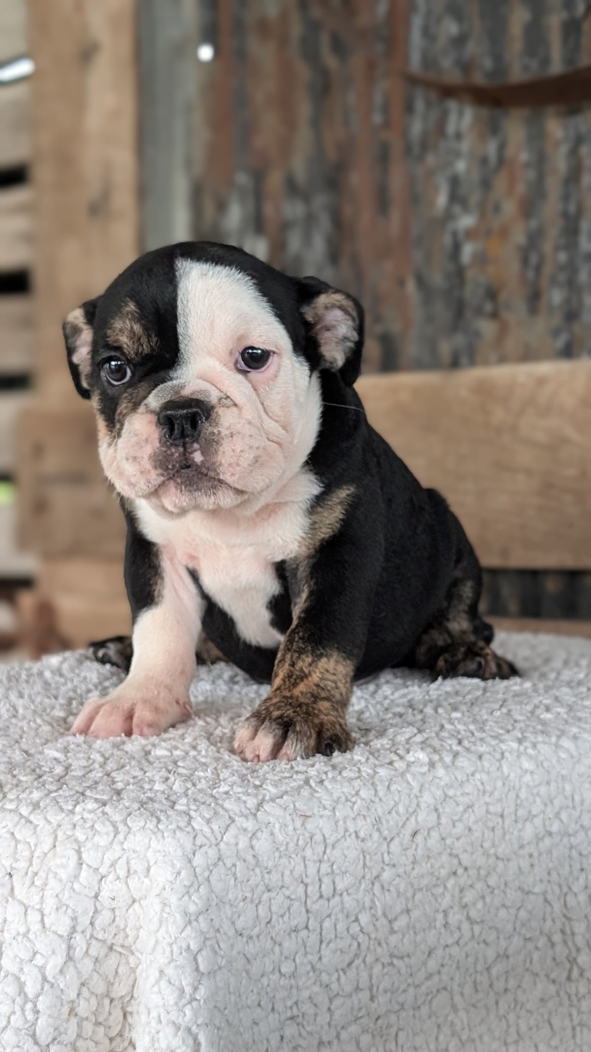 ENGLISH BULLDOG (JUN 29) 1 FEMALE/1 MALE