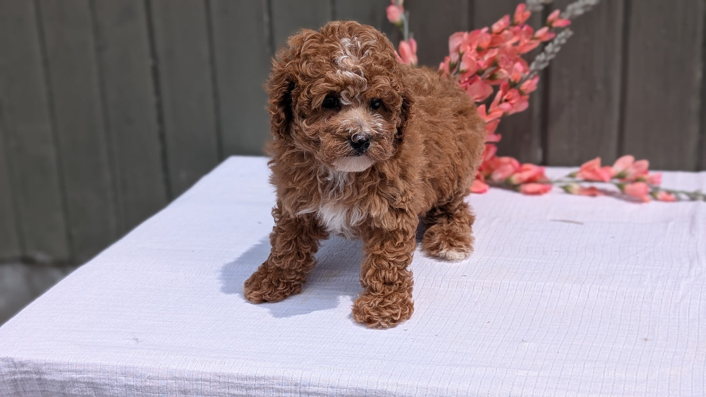MINI POODLE (JUN 05) FEMALE