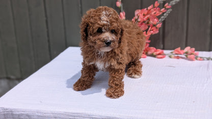 MINI POODLE (JUN 05) FEMALE