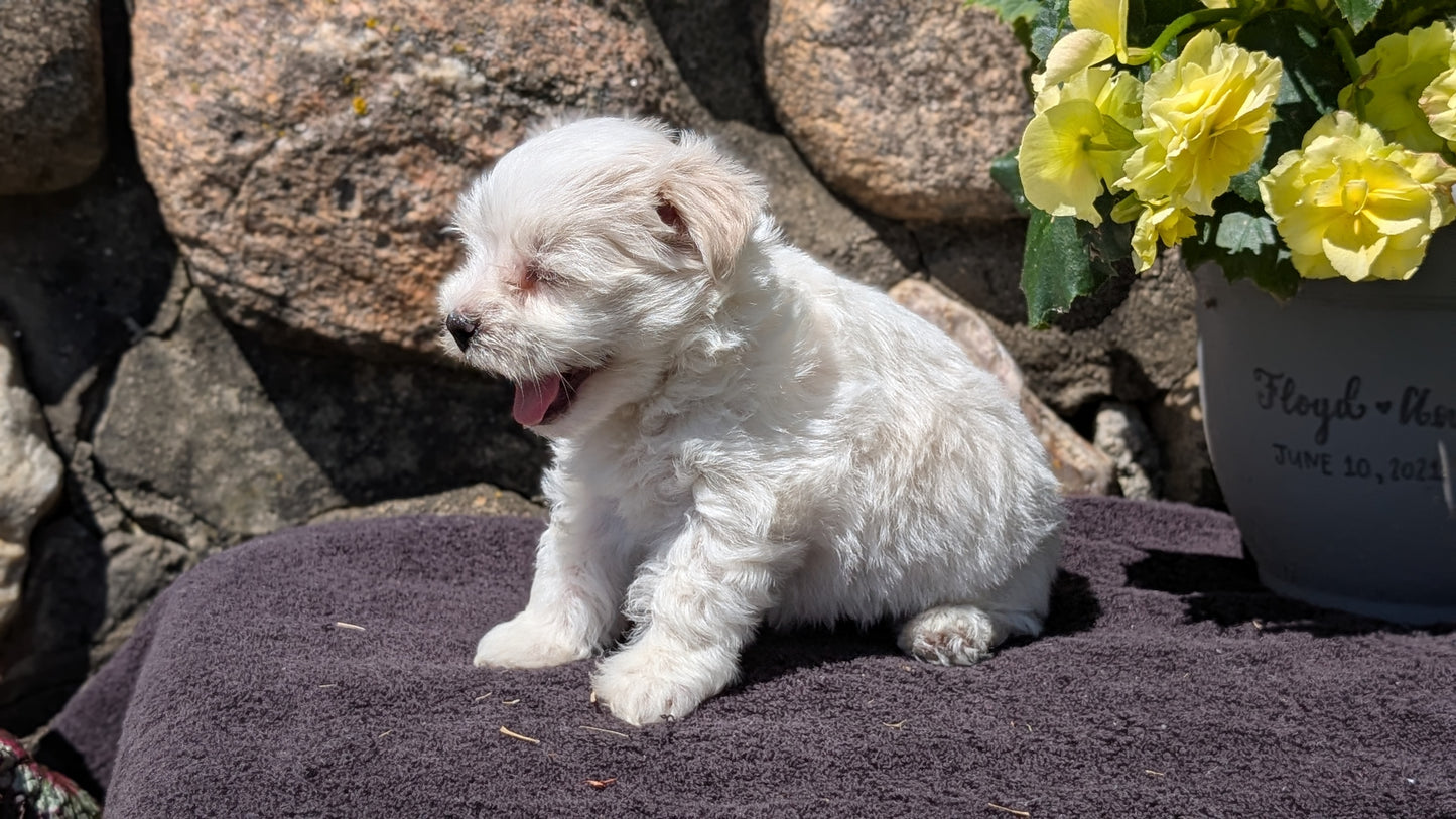 HAVANESE (MAY 14) MALES