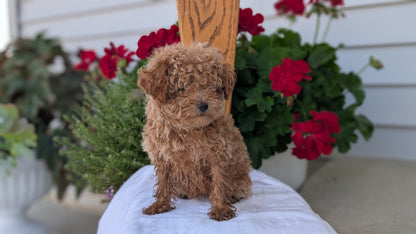 TOY POODLE (JUN 15) MALE