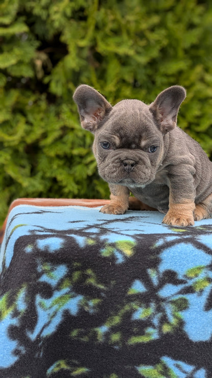 FRENCH BULLDOG (03/04) MALE