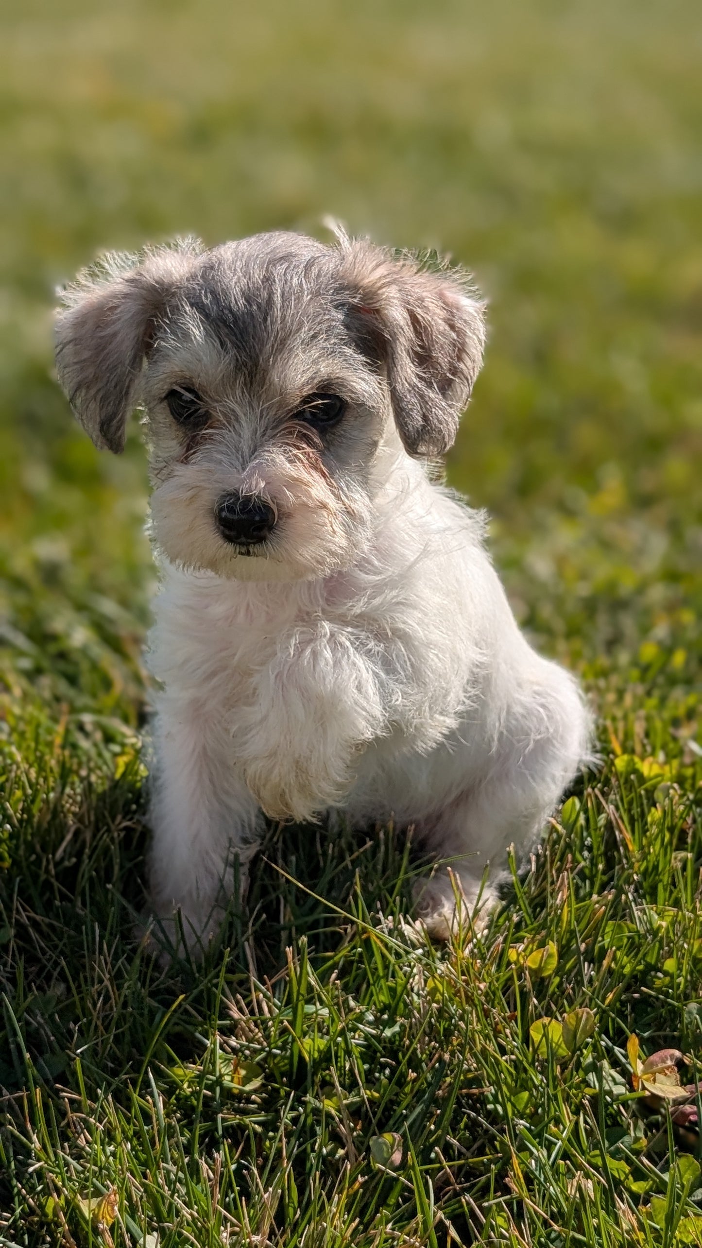 SCHNOODLE (09/20) FEMALE