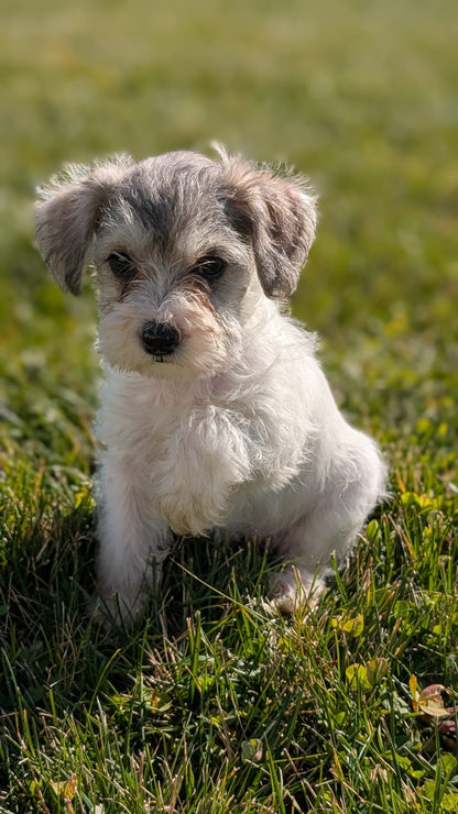 SCHNOODLE (09/20) FEMALE